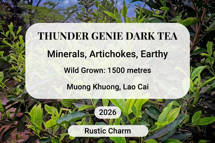 Thunder Genie dark tea Vietnam sheng puerh