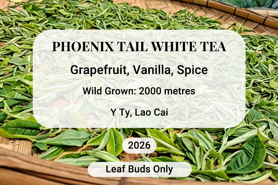 Phoenix Tail White Tea Vietnam Shan Tuyet