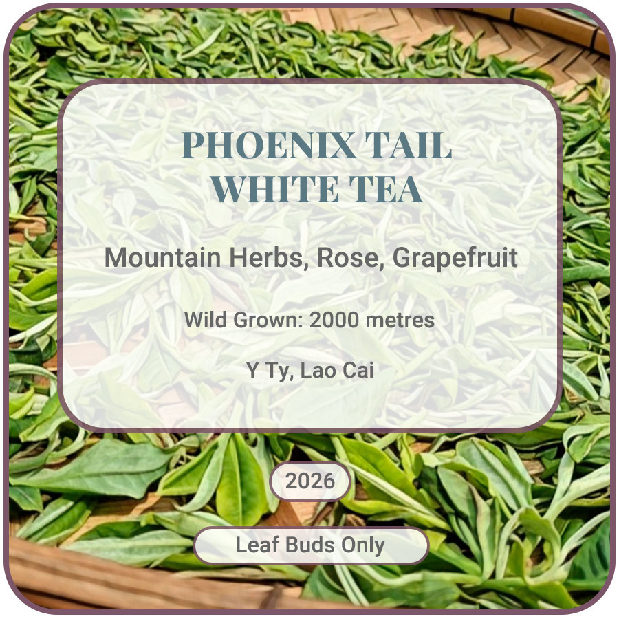 Phoenix Tail White Tea Vietnam Shan Tuyet