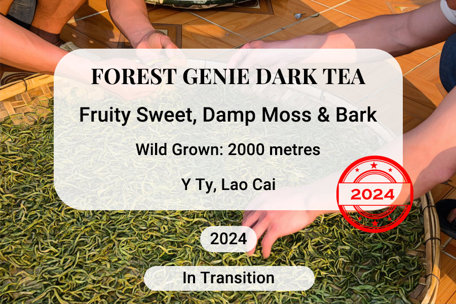 Forest Genie Dark Tea 2024 Y Ty Vietnam
