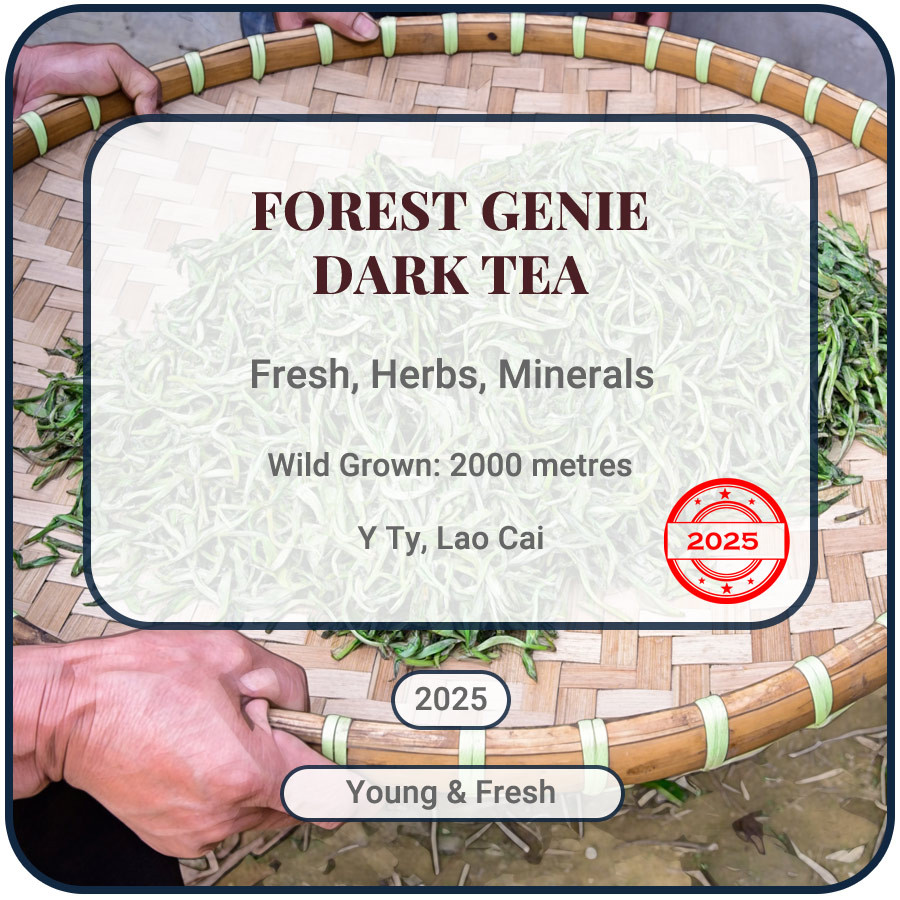Forest Genie Dark Tea 2025 Y Ty Vietnam