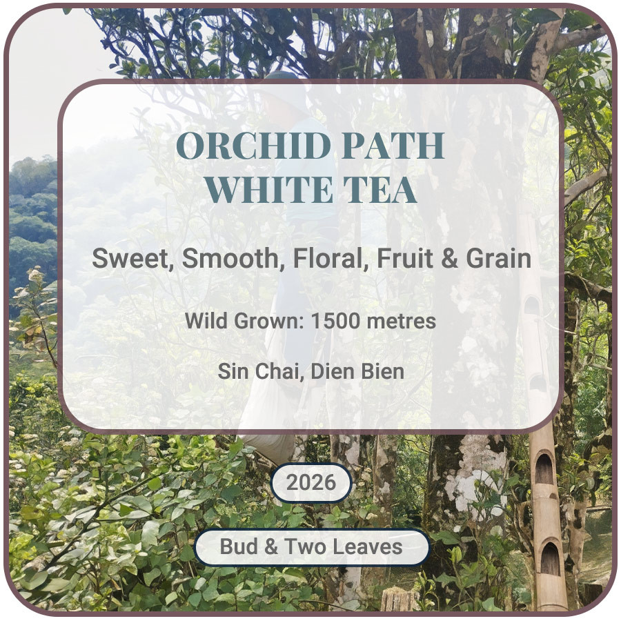 Orchid Path White Tea Vietnam Shan Tuyet
