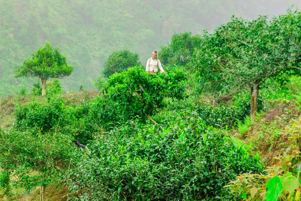 Wild Tea Trees of Vietnam