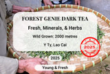 Forest Genie Dark Tea 2025 Y Ty Vietnam