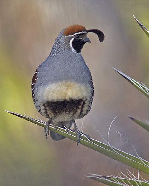 Gambles Quail on Yucca by local photographer David McChesney