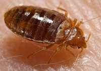 800px-bed-bug-cimex-lectularius.jpg