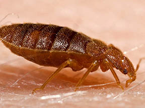 bedbuglarge.jpg