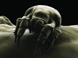 dustmites.jpg