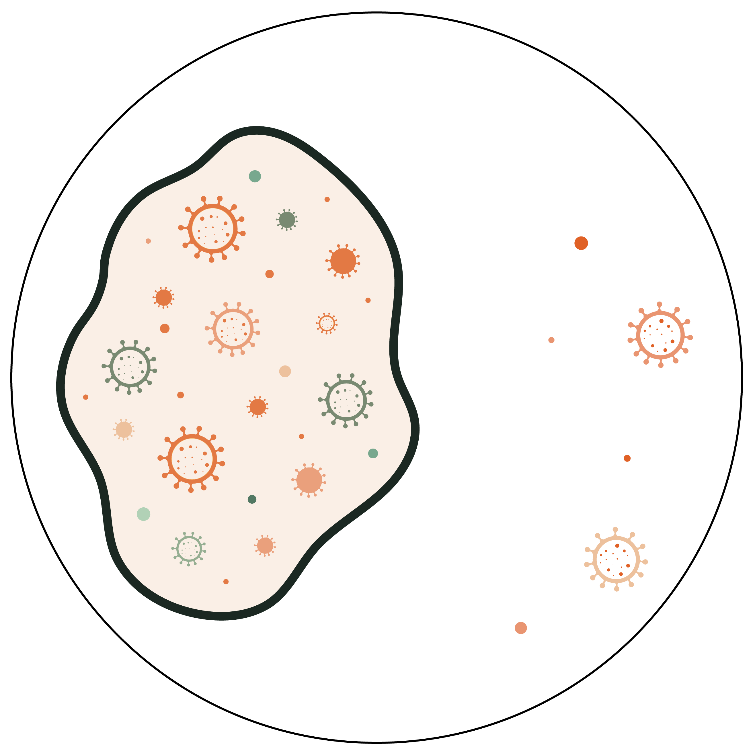 Cleaned with product without probiotics – biofilm intact, most good and bad germs outside of biofilm killed.