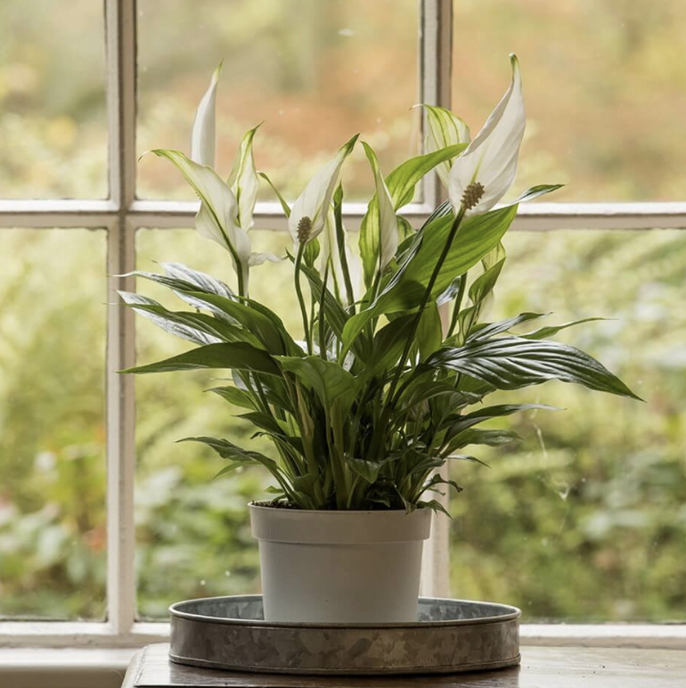 Beneficial House Plants Hyve