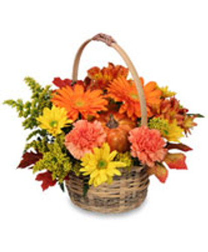 A delightful mixture of fall daisies and chrysanthemums in willow basket. A delightful mixture of fall daisies and chrysanthemums in willow basket.