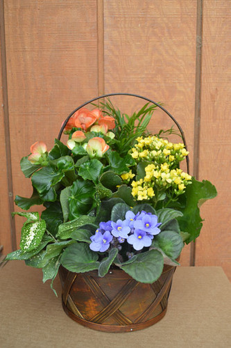 Blooming Dish Garden