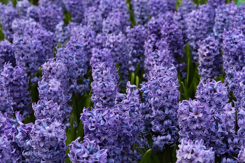 Blooming Hyacinth