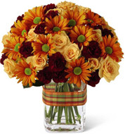 Autumn Daisies 