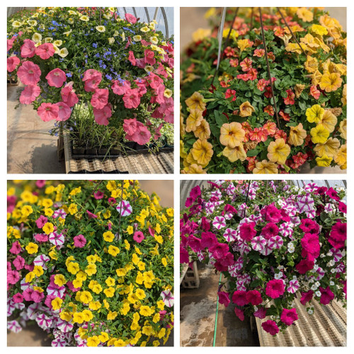 Premium Deluxe Hanging Blooming Basket