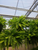 Boston Fern Hanging Basket