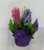 Blooming Hyacinth