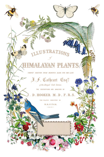 Flora Greca  8 x 12 transfer