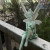 Flower Fairy Statue With Angel Wings -Miniature Garden 7"