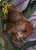 {Owlbear Art Card} (#15) (Signed)
Art Series
Single
Magic The Gathering