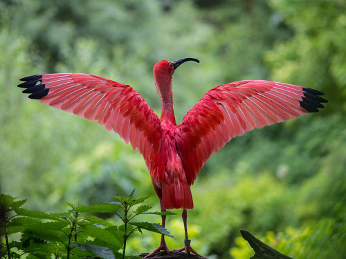 Flamingo Diamond Painting