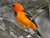 Oriole Diamond Painting