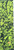 PVBLIC DOMAIN SCRATCH CLEAR PERFORATED GRIP TAPE SHEET 9.00 X 33.00