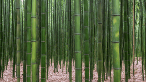 SOP Bamboo FI