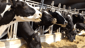 SOP Gold Pro Cow Compact