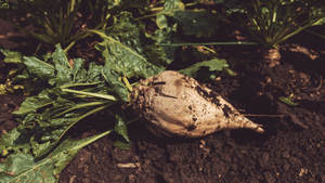 SOP Cocus Sugar Beet