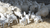 SOP Star Sheep & Goat