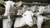 SOP Star Sheep & Goat