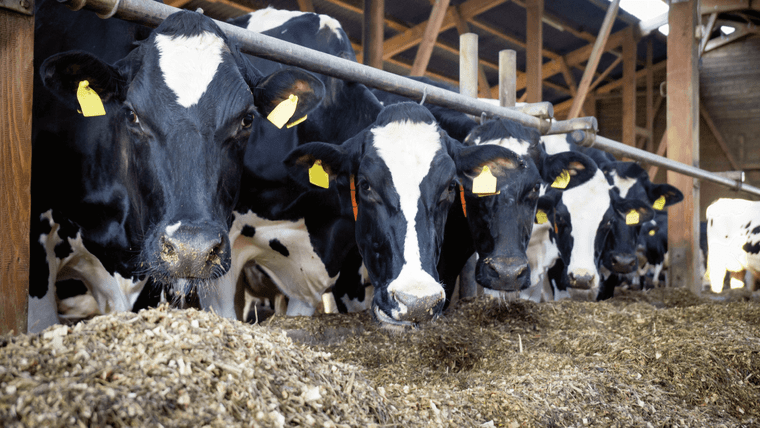 SOP Star Cow