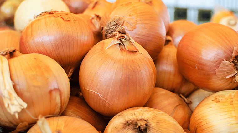 SOP Cocus Onion Seeds