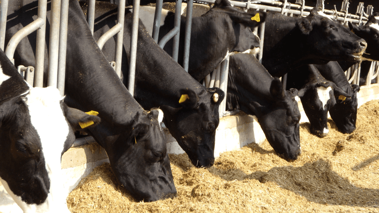 SOP Star Cow Compact