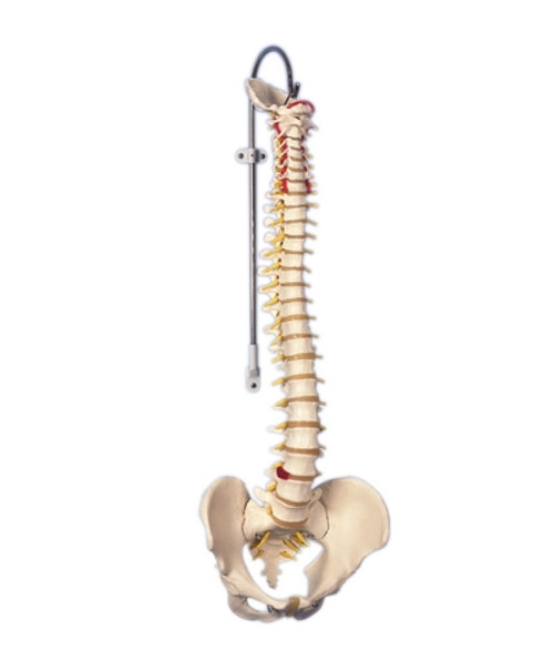 Anatomical Model: Flexible Spine, Classic, Male