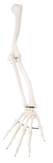 Anatomical Model: Loose Bones, Arm Skeleton, Right