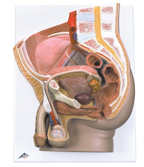 Anatomical Model: Male Pelvis, 2-Part