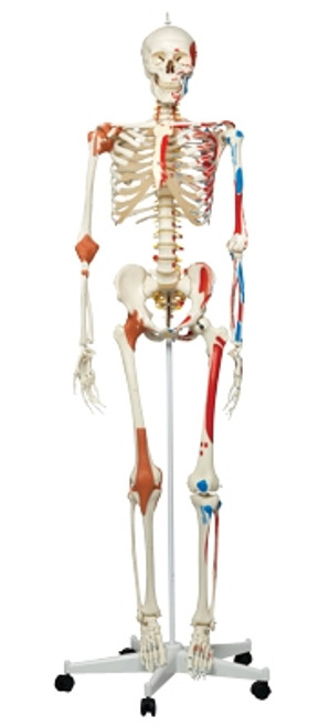 Anatomical Model: Sam The Super Skeleton w/Pelvic On Roller Stand