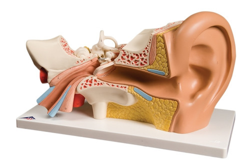 Anatomical Model: Ear, 4-Part, Deluxe (3X Size)