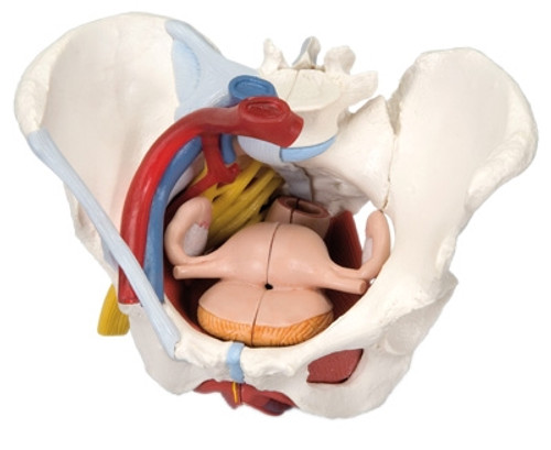 Anatomical Model: Female Pelvis, 6-Part w/Ligaments