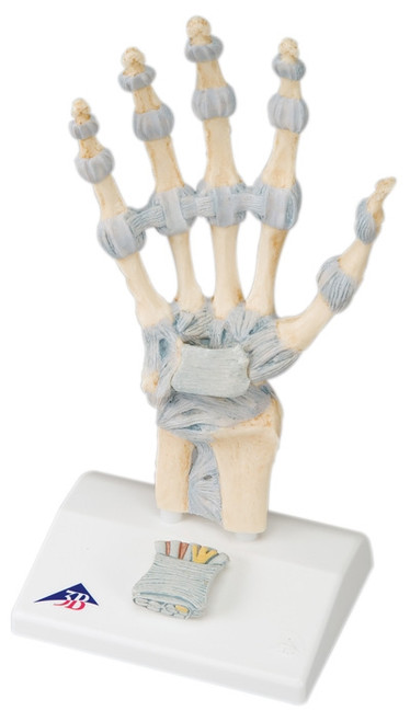 Anatomical Model: Hand Skeleton w/Ligaments