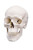 Anatomical Model: Classic Skull, 3-Part