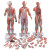 Anatomical Model: 1/2 Life Size Complete Dual Sex Muscle Figure, 33-Part