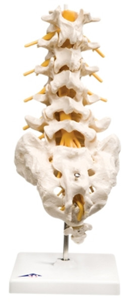 Anatomical Model: Lumbar Spinal Column