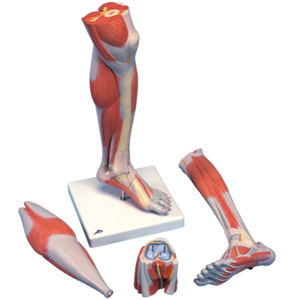 Anatomical Model: Life Size Lower Muscle Leg with Detachable Knee, 3-Part