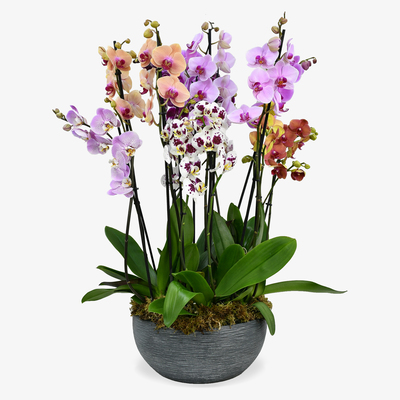 Luxury Orchids