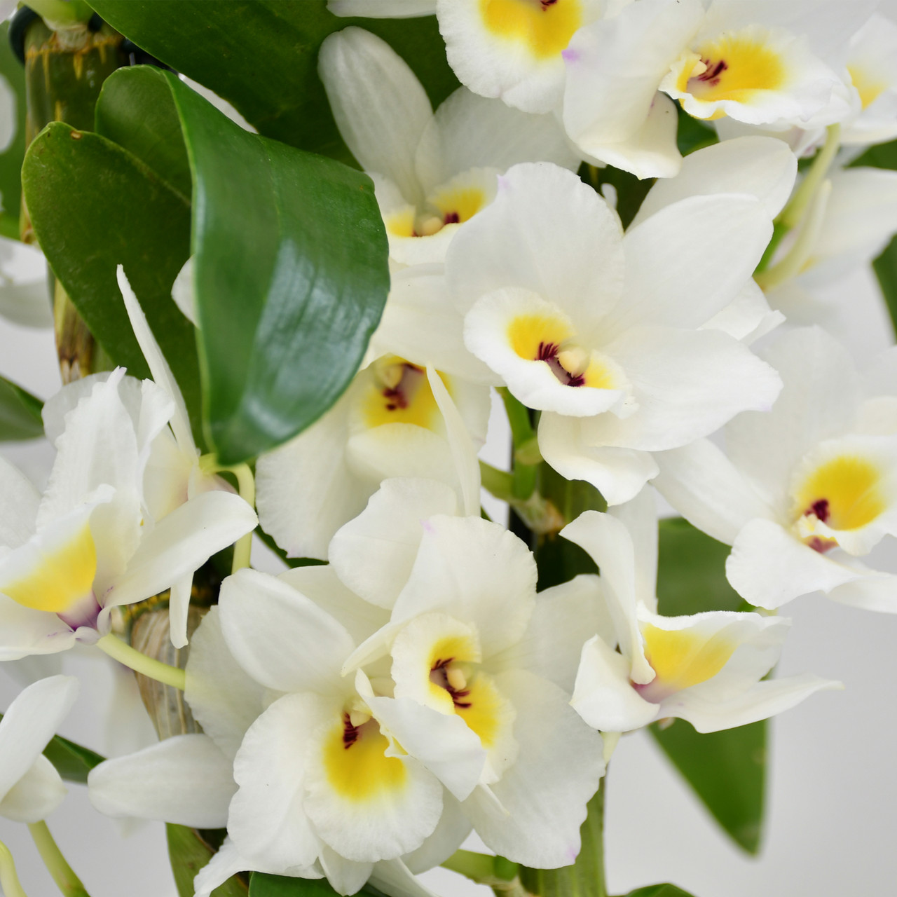 White Dendrobium Orchid Orchids Delivered Moyses Stevens Flowers 4882