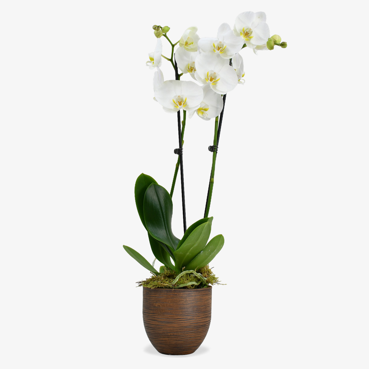 Orchids Delivery Plants Delivered London & UK Moyses Stevens