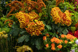 ​Flowers We Love - Chrysanthemums